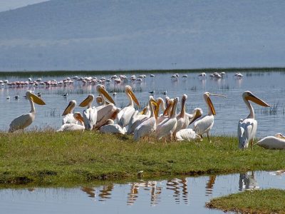 ورود نخستین گروه پلیکانهای مهاجر به پارک ملی بوجاق کیاشهر