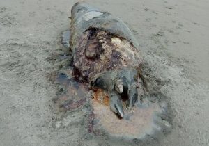 کشف لاشه ۲۶ فک خزری در سواحل گیلان