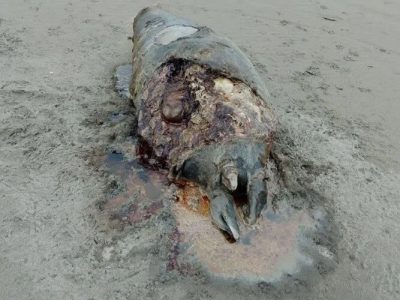 کشف لاشه ۲۶ فک خزری در سواحل گیلان