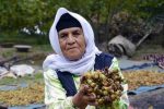 فندق برای کشاورزان گیلان ۸۷ هزار میلیارد ریال درآمدزایی دارد