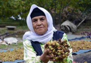 همت باغداران گیلانی برای پر کردن سبد تولید فندق