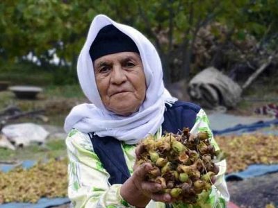 همت باغداران گیلانی برای پر کردن سبد تولید فندق