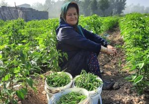 روز‌های پایانی برداشت فلفل سبز از مزارع گیلان