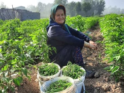 روز‌های پایانی برداشت فلفل سبز از مزارع گیلان