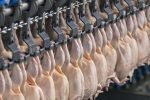 ارسال ۷۰۹ تن گوشت از مازندران به تهران در یک روز