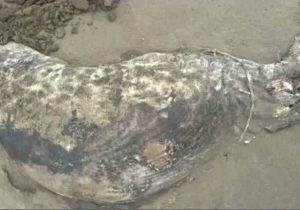 کشف لاشه یک قلاده فوک خزری در سواحل مازندران