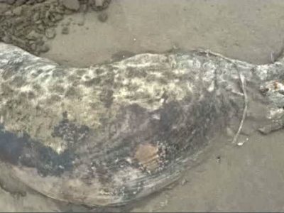 کشف لاشه یک قلاده فوک خزری در سواحل مازندران