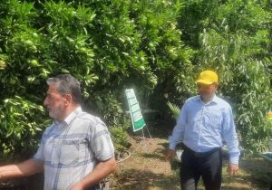 آغاز رزمایش سراسری مقابله با آفت مگس میوه در آمل