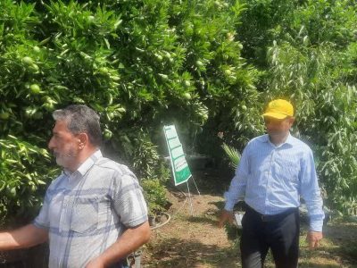 آغاز رزمایش سراسری مقابله با آفت مگس میوه در آمل