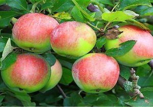 پیشبینی برداشت ۱۲۷۵۰ تن سیب در آمل