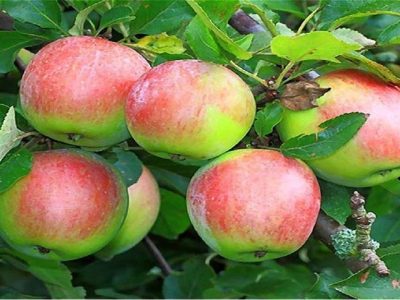 پیش‌بینی برداشت ۱۲۷۵۰ تن سیب در آمل