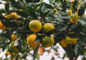 پیش بینی برداشت ۳۸ هزار تن نارنگی پیش رس در قائم شهر