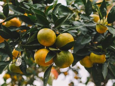 پیش بینی برداشت ۳۸ هزار تن نارنگی پیش رس در قائم شهر