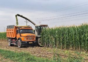 برداشت ۱۰۰۰ تن ذرت علوفهای از اراضی کشاورزی آمل