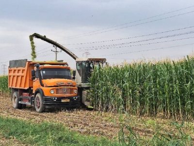 برداشت ۱۰۰۰ تن ذرت علوفهای از اراضی کشاورزی آمل