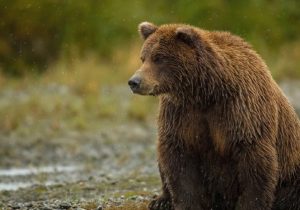 زخمی شدن دو خرس قهوهای در آمل بر اثر تیراندازی زخمی شدند