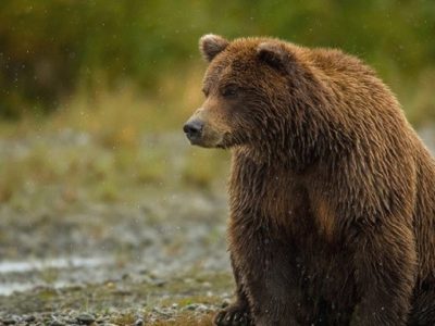 زخمی شدن دو خرس قهوهای در آمل بر اثر تیراندازی زخمی شدند