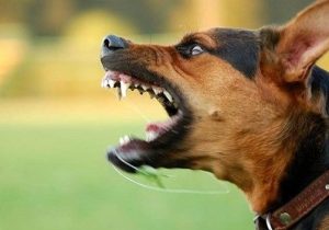 حمله سگ نگهبان به دانش آموز تنکابنی