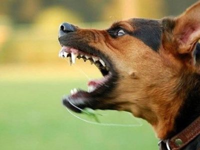 ضرورت واکسینه کردن سگ‌های نگهبان در مازندران