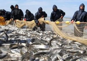 آغاز فصل صید ماهیان استخوانی در دریای خزر