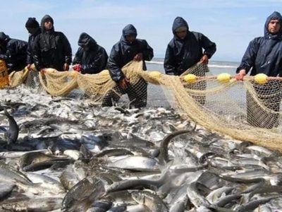 آغاز فصل صید ماهیان استخوانی در دریای خزر