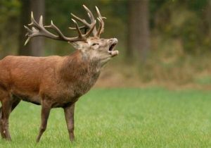 ممنوعیت ورود به زیستگاه گوزن قرمز در فصل گاوبانگی