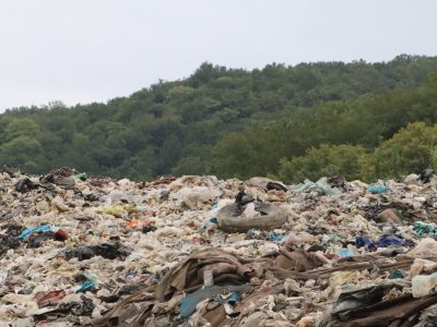 طلای کثیف زیر برگ های سبز جنگل های هیرکانی