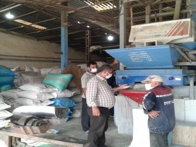 برنج مازندران در مسیر برند ملی / هزار میلیارد تومان تسهیلات برای شالیکوبی‌داران