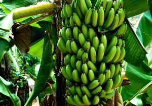 تولید موز در کشور به نصف واردات رسید / آغاز صادرات مرکبات به چینر