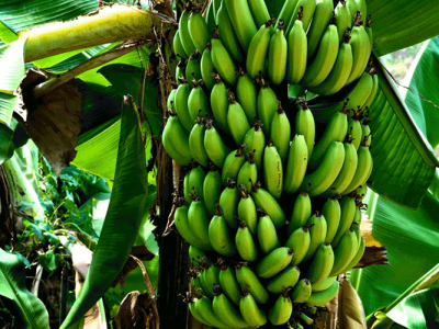 تولید موز در کشور به نصف واردات رسید / آغاز صادرات مرکبات به چینر