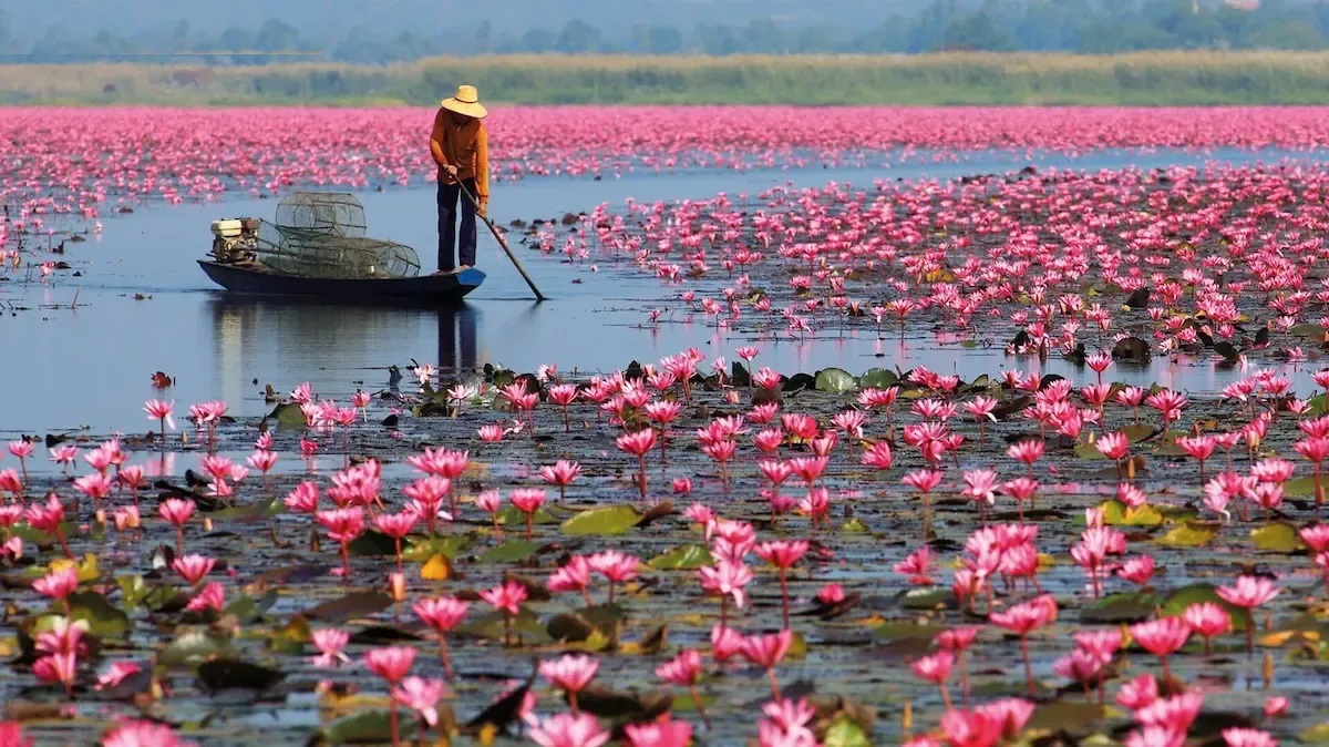 تالاب انزلی هنوز زنده است