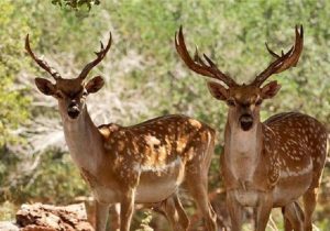 ردیابهای بومی بر گردن مرالهای هیرکانی