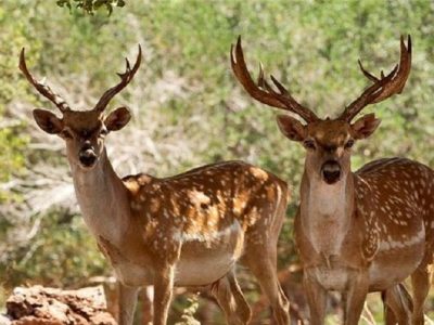 ردیابهای بومی بر گردن مرالهای هیرکانی