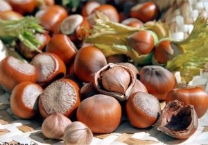 آغاز برداشت فندق در تنکابن / بیش از ۳۰۰ تن محصول در راه بازار