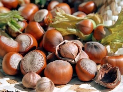 آغاز برداشت فندق در تنکابن / بیش از ۳۰۰ تن محصول در راه بازار