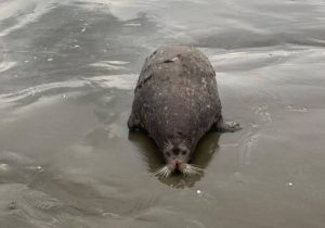 به لاشه فوکها دست نزنید