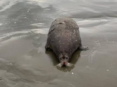 به لاشه فوکها دست نزنید