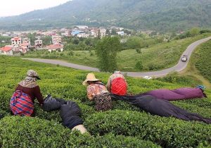 بیش از نیمی از برگهای سبز چای خریداری شده امسال درجه یک است