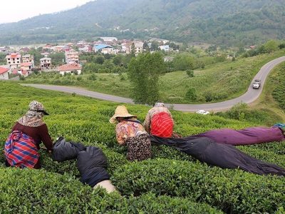 بیش از نیمی از برگهای سبز چای خریداری شده امسال درجه یک است
