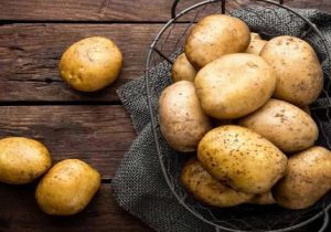 آغاز برداشت ۲ هزار تن سیبزمینی از مزارع نور