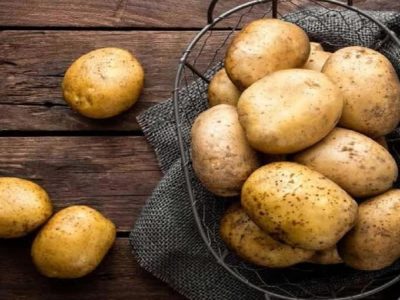 آغاز برداشت ۲ هزار تن سیب‌زمینی از مزارع نور