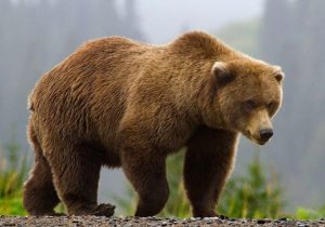 حمله خرس به کشاورز در بلده / مصدوم تحت سه عمل جراحی قرار گرفت