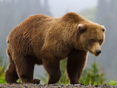 حمله خرس به کشاورز در بلده / مصدوم تحت سه عمل جراحی قرار گرفت