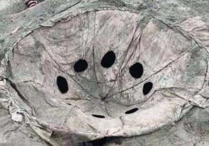 کشف تلههای غیرمجاز زندهگیری پرندگان شکاری در پارک ملی بوجاق