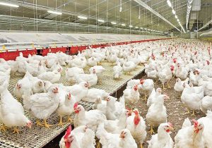 تولید بیش از ۳۶ هزار تن گوشت سفید در آمل