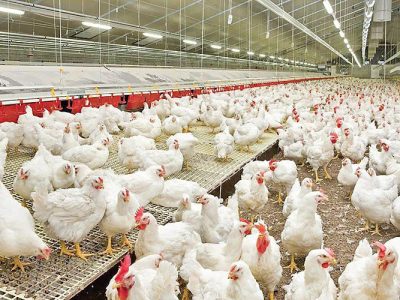 تولید بیش از ۳۶ هزار تن گوشت سفید در آمل