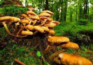 زردکیجا؛ گنج پاییزی جنگل‌های هیرکانی با خواص درمانی منحصربه‌فرد