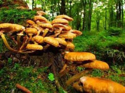 زردکیجا؛ گنج پاییزی جنگل‌های هیرکانی با خواص درمانی منحصربه‌فرد