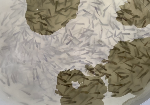 رهاسازی ۱۰ هزار قطعه بچهماهی بومی در تالاب کیاکلایه لنگرود