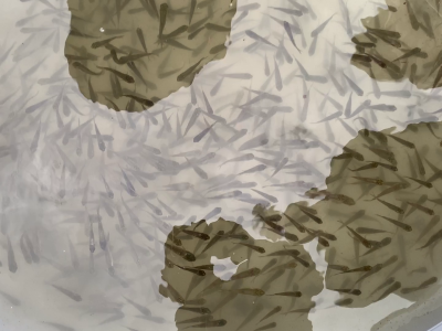 رهاسازی ۱۰ هزار قطعه بچهماهی بومی در تالاب کیاکلایه لنگرود